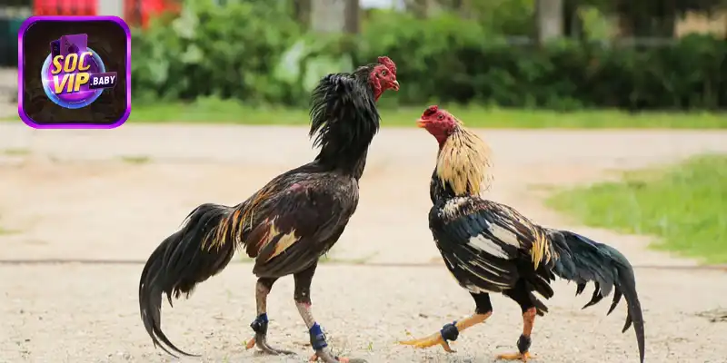 Yêu cầu đối với điều kiện môi trường sống