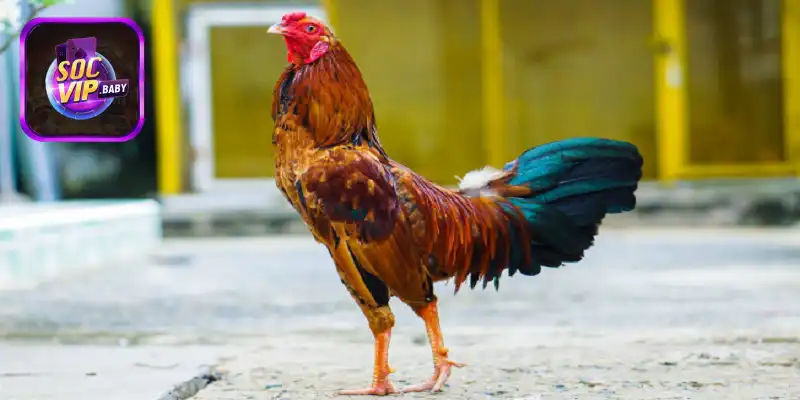 Những giống gà nên ưu tiên huấn luyện