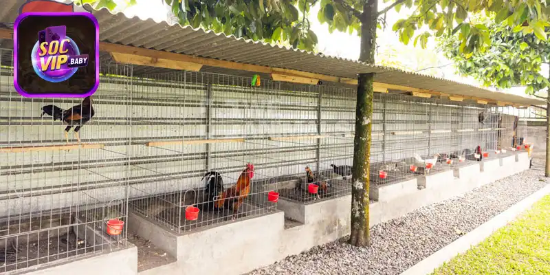 Chi phí xây dựng và duy trì một trại nuôi gà đá