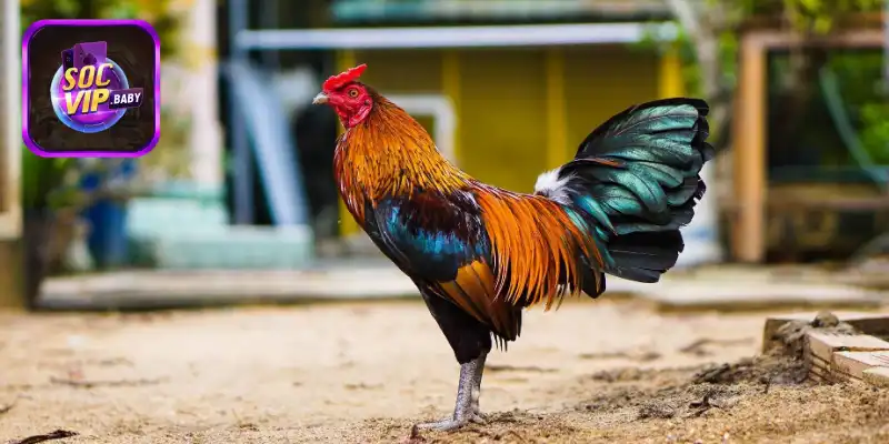 Những bí quyết nuôi dưỡng chiến kê xuất sắc